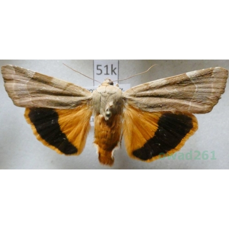 Noctua fimbriata (Schreber, 1759) Rolnica aksamitka Czech51k